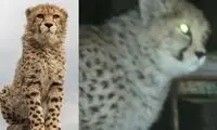 پیروز شب‌ها تنها نمی‌خوابد