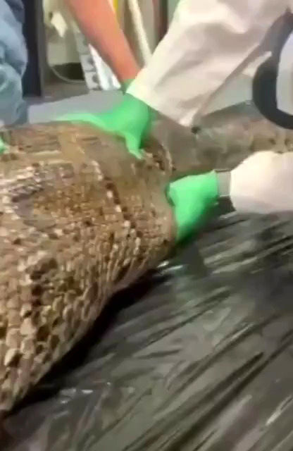 ویدئو درآوردن یک تمساح از شکم مار پیتون به طول 2متر