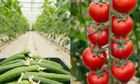 از این پس خیار و گوجه هم شناسنامه می‌گیرند