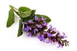 این دمنوش، نوشداروی مقابله با بی‌خوابی است