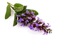 این دمنوش، نوشداروی مقابله با بی‌خوابی است