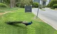 عجیب ترین تابلوی اعلام خطر در خیابان های دبی