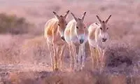 بازگشت سه گونه جانوری نادر به طبیعت ایران
