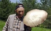 رونمایی از قارچ‌های غول پیکر در ترکیه!