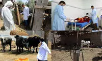 بیماری «تب خون دماغ» چیست و چه عوارضی دارد؟