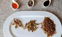 حشرات رسما وارد چرخه مواد غذایی شدند!