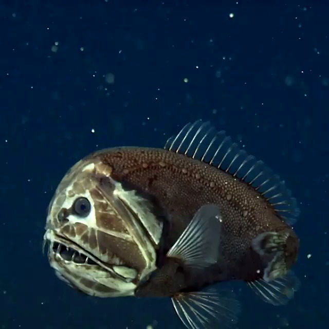 تصویری از ترسناک‌ترین و خشن‌ترین ماهی دنیا