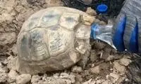 سیراب کردن لاک‌پشت نجات یافته از حریقِ مریوان