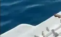 دستگیری قاچاقچی که ما را به مرز جنون رساند