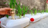  یک ایده جالب برای کاشت سیر در ظروف پلاستیکی