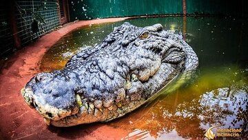 تصاویری از غول‌پیکرترین تمساح جهان 