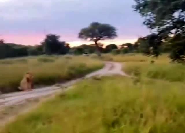 ویدیویی ترسناک از حضور یک شیر کنار زمین فوتبال