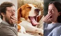 چرا خمیازه می‌کشیم و علت مسری بودن آن چیست؟