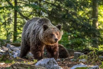 آب‌تنی خرس قهوه‌ای در پارک ملی صیدوای سمنان
