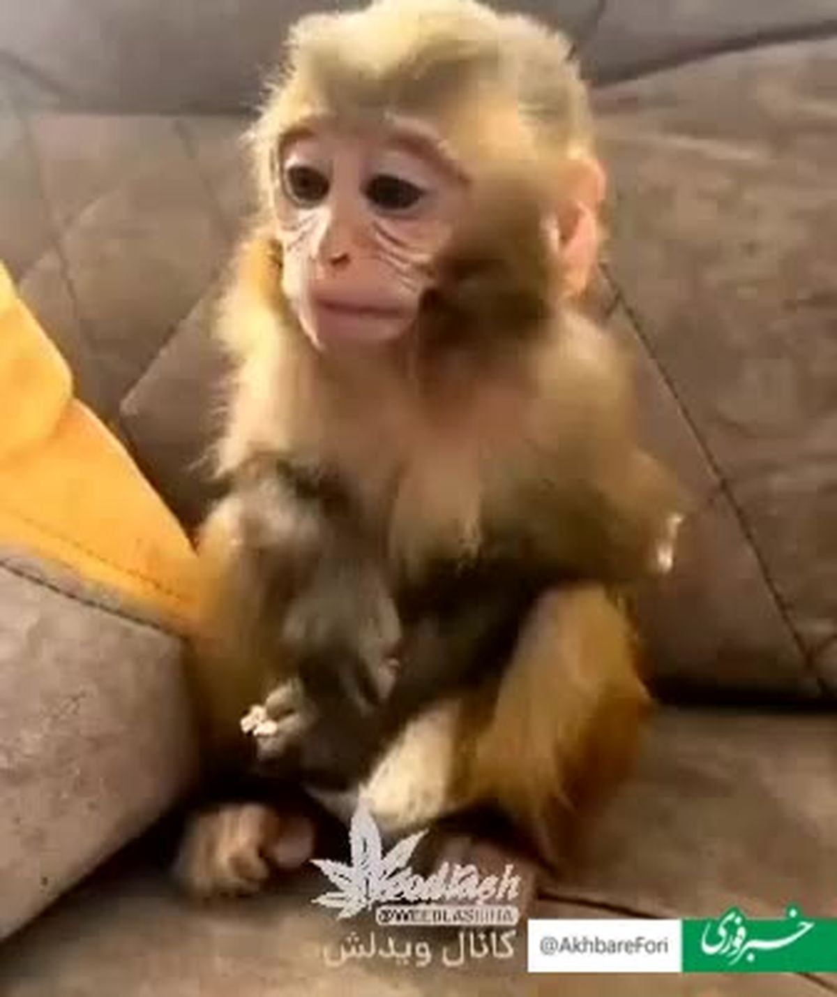 سکس میمون