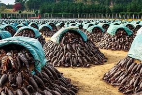 نگاهی به مزارع پرورش عقرب در چین برای مصارف خوراکی