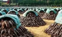 نگاهی به مزارع پرورش عقرب در چین برای مصارف خوراکی