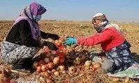پیاز جای موز را گرفت!