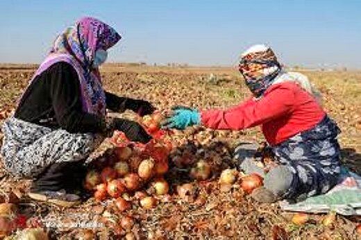 پیاز جای موز را گرفت!