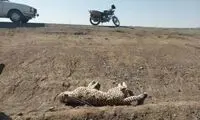 عکسی غم‌انگیز از جان دادن یوزپلنگ ایرانی در جاده