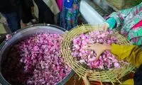عطر گل‌محمدی دل تهران را برد