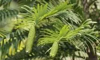 گیاهی که ۶۶ میلیون سال بدون تغییر زنده ماند!