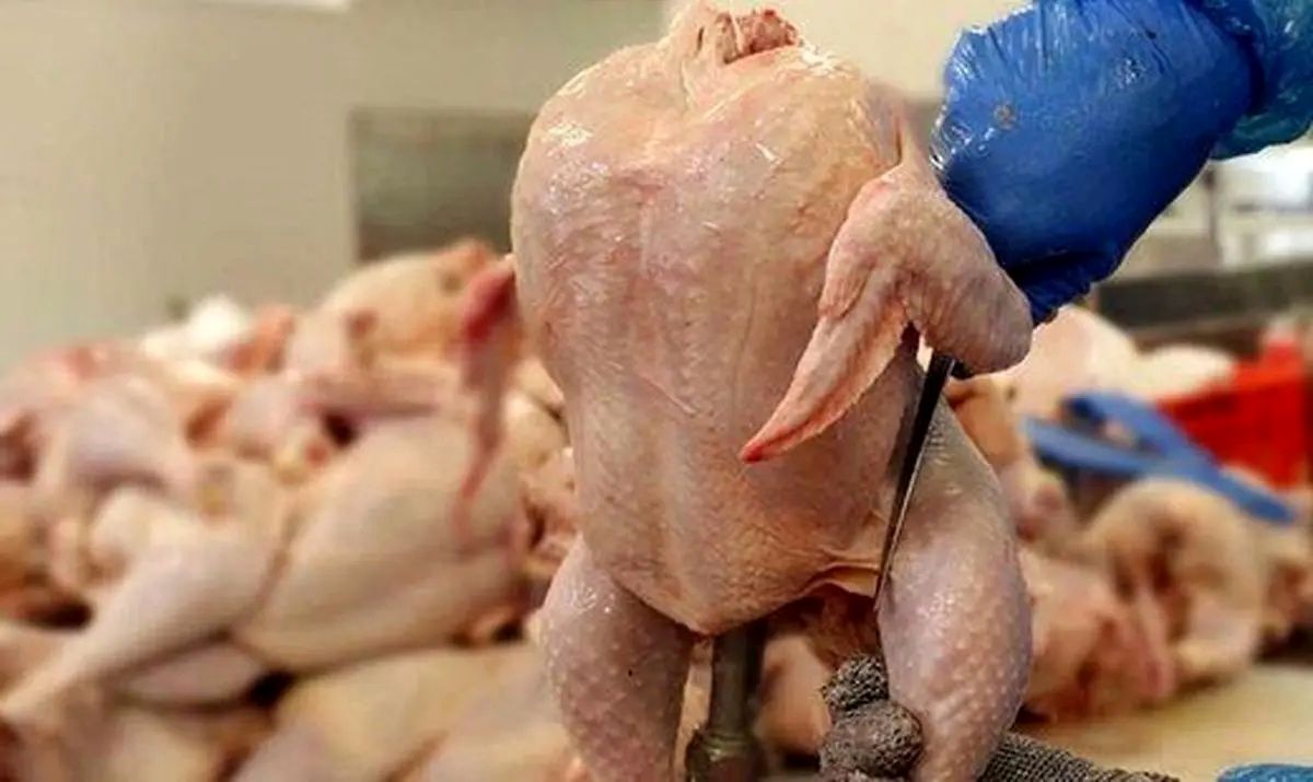 تفاوت عجیب و شوکه کننده قیمت مرغ بین ۲ استان 