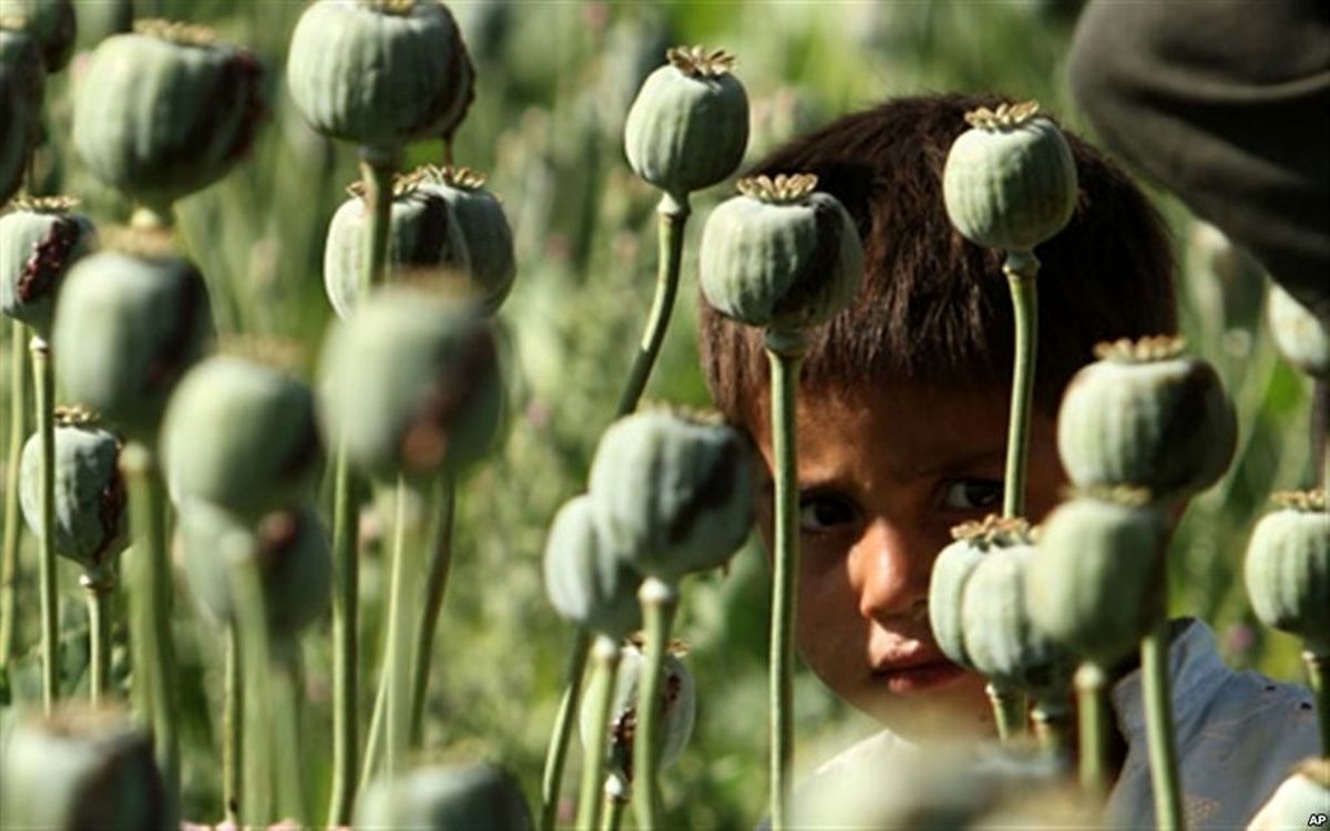   درخواست یک نماینده برای تولید قانونی خشخاش 