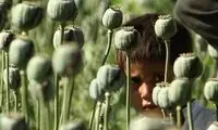 درخواست یک نماینده برای تولید قانونی خشخاش