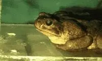 این حیوان حین غذا خوردن زبان خود را قورت می‌دهد!