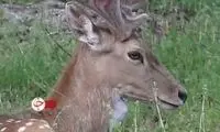 تولد ۵ راس گوزن زرد ایرانی در پناهگاه حیات وحش