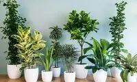 هشت گیاه مناسب برای فضای آپارتمان