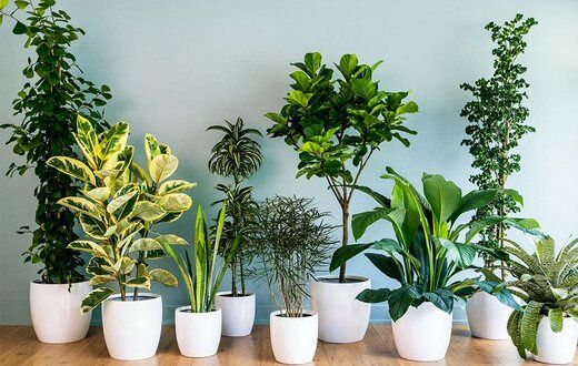 هشت گیاه مناسب برای فضای آپارتمان
