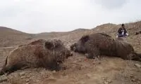 گرانی گوشت، مردم ایران را گُرازخوار کرد!