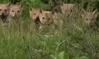 تصاویر زیبای ۷ توله گرگ بازیگوش در گلستان