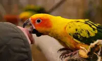 طوطی‌های گرسنه، برق این شهر را قطع کردند!