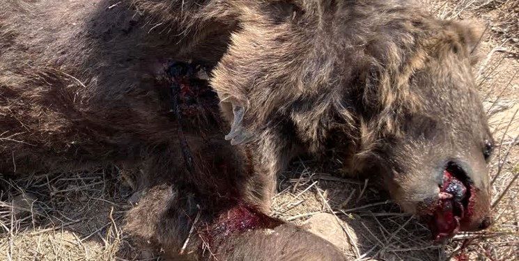 تصاویر تلخ از مرگ خرس قهوه‌ای با شلیک گلوله