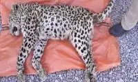 مرگ غم‌انگیز یک پلنگ در منطقه حفاظت‌شده دنا