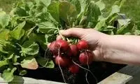 این سبزیجات، فشار خون شما را کاهش می‌دهد