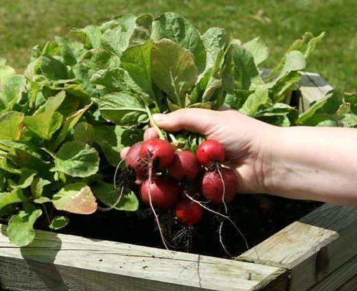 این سبزیجات، فشار خون شما را کاهش می‌دهد
