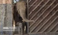رونمایی از «مایسا» کوچولو در باغ وحش ارم