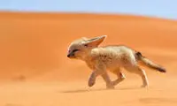 روباه‌ شنی؛ گوش درازِ دوست داشتنی