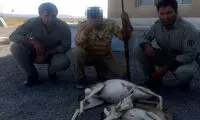 بازداشت عامل کشتار یک آهو و بره‌اش در موته