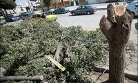 اعتراض جالب یک هنرمند کرمانی/ عکس