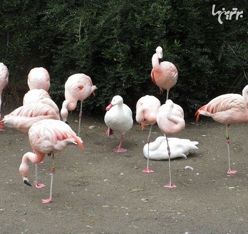 اردک هایی که فکر می کنند فلامینگو هستند!
