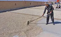 برداشت پسته در علی‌آباد چهل گزی یزد