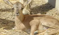 گوسفندی که «قوچ وحشی» زایید +عکس