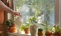 بهترین گیاهان برای تصفیه هوای خانه و اداره از نگاه ناسا 