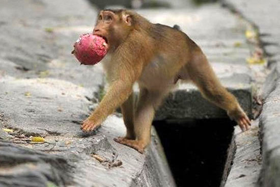 میمونی که یک شهر را علاف کرد! +عکس