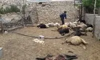 گرگ‌ها مهمان ناخواسته دو روستای داراب